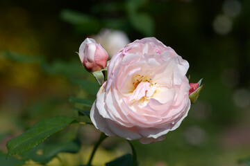 イングリッシュ・ヘリテージ　バラの花