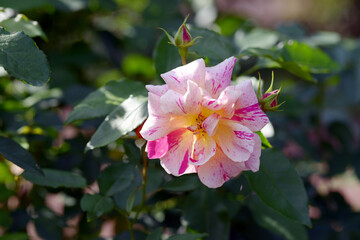 エドガードガ　バラの花