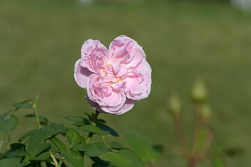 メアリー・ローズ　バラの花