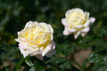 ピエール・ドゥ・ロンサール　バラの花