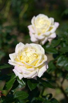 「ピエール」の写真素材 115件の無料イラスト画像 Adobe Stock