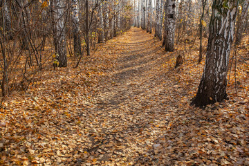 birch forest path in gold colors of the autumn season
