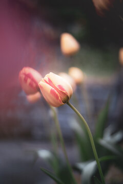 Yellow and red tulips