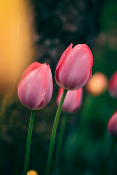 Pink tulips