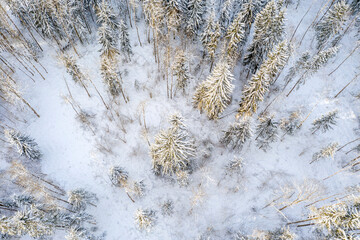 Drone shot flying on winter forest, aerial top-down view