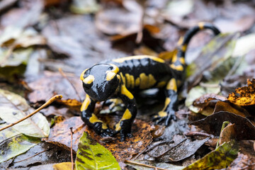 Yellow and black newt (Triturus) macro. Newt habitat in Catalonia, Spain. Empty negative space for Editor's text.
