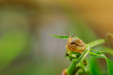 beautiful view of a snail on a small flower.
macro snail and small flower