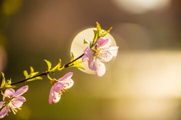 the plum trees bloom, Peach blossoms in bloom