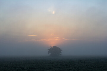Sonnenaufgang mit Baum