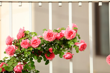 In the summer, rose is blooming