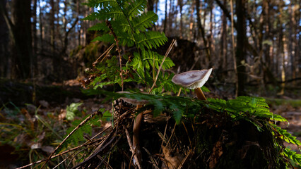 Mushrooms in the autumn forest