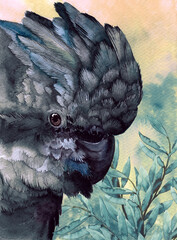Watercolor illustration of a parrot - red tailed black cockatoo - with blue and black feathers  © Мария Тарасова
