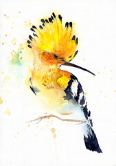 Watercolor illustration of a colorful hoopoe bird with contrasting yellow and black feathers and a yellow tuft sitting on a tree branch on a white background © Мария Тарасова