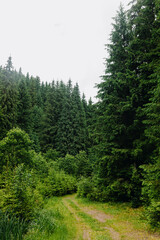 Scenic view of a trail winding through a mountain meadow with conifers