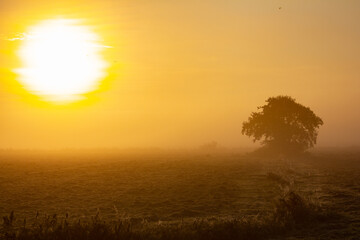 Sonnenaufgang mit Baum