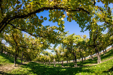 Fototapeta premium Bellussera vineyard