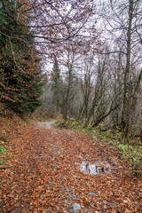 travel, walk, nature, landscape, valley, gorge, mountains, slope, rocks, boulders, stream, water, trees, christmas trees, vegetation, fallen foliage, trail, path, autumn, cloudy day, light, shadow