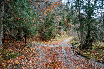 travel, walk, nature, landscape, valley, gorge, mountains, slope, rocks, boulders, stream, water, trees, christmas trees, vegetation, fallen foliage, trail, path, autumn, cloudy day, light, shadow