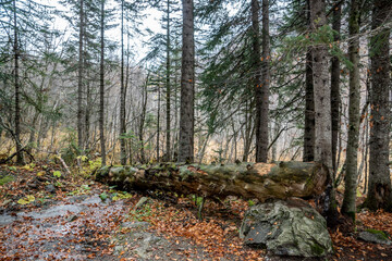 travel, walk, nature, landscape, valley, gorge, mountains, slope, rocks, stream, rotten log, trees, christmas trees, vegetation, fallen foliage, trail, path, autumn, cloudy day, light, shadow, glare