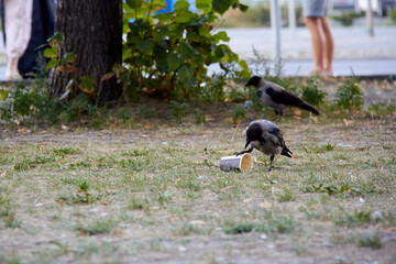 Black and gray bird playing with a cardboard and plastic cup. Human pollution in city parks.