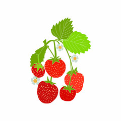 The composition of strawberries on a white background. A bunch of juicy strawberries with copy space. Fresh natural strawberry isolated vector design