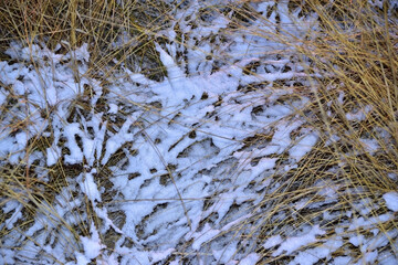 Dry grass stalks covered with a layer of first snow