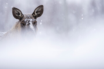 Close up of a Moose or elk in snowfall