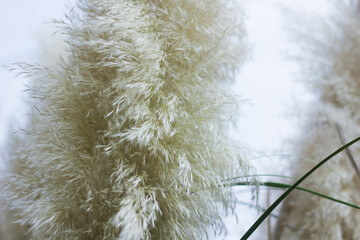 Fluffy bushes of grass fluttering in the wind against a light blue sky