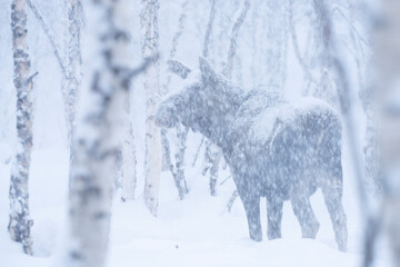 Moose or elk in snowfall