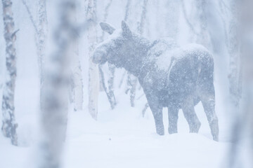 Moose or elk in snowfall