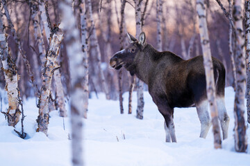 Moose or elk in a birch forest with snow