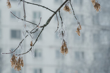 branches and leaves covered with rime