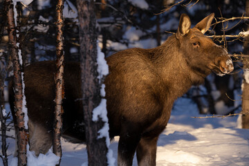Moose or elk in snow