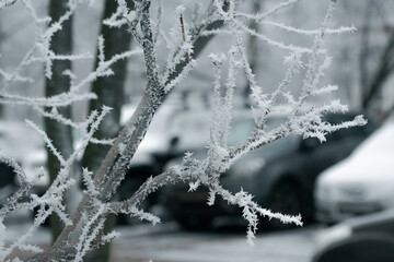 branches covered with rime
