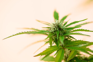 Vista de cerca de flores y hojas de una planta de marihuana