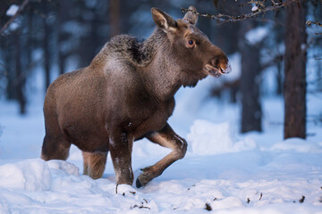 Naklejka na ściany i meble Moose or elk in snow