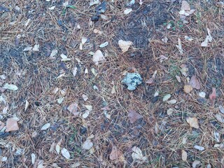 Stone in forest