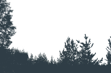 Silhouette of a pine forest and sky. Place for the text.