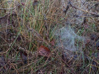 Cobweb on grass