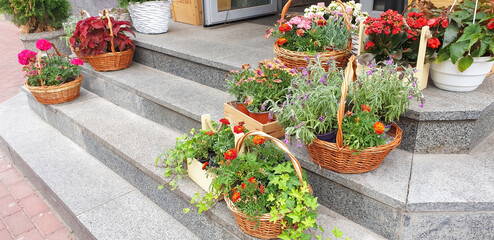 Fototapeta na wymiar Flowers grow in wicker baskets on the steps of the flower shop. Creative advertising for a flower shop.