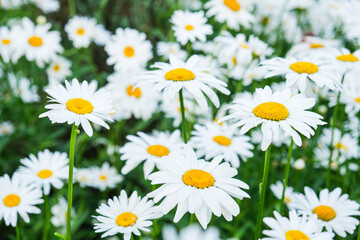 Many chamomile flowers bloom in the clearing. in summer. Medicinal herb. Soft focus. High quality photo