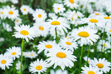 Obraz premium Many chamomile flowers bloom in the clearing. in summer. Medicinal herb. Soft focus. High quality photo