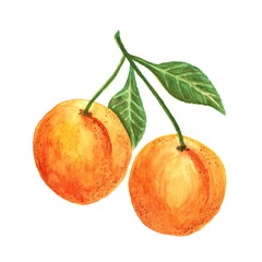 Apricot branch with fruits. Hand drawn isolated watercolor illustration on a white background.