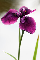Beautiful variety iris flower blossom closeup