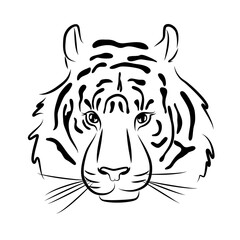 tiger color profile face mammal carnivore portrait vector wild cat  symbol chinese new year 2022