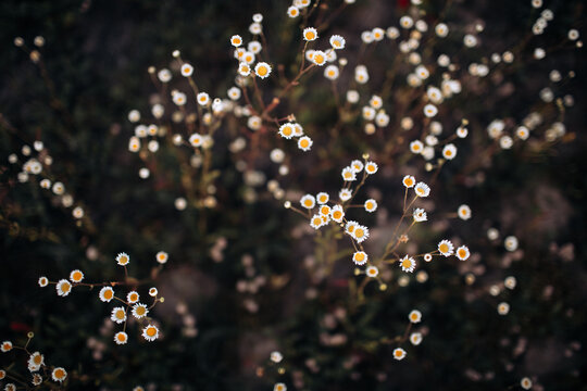 Wild chamomile at night field. Dark mood photography. Mystical mood. Bright white flowers on dark background.