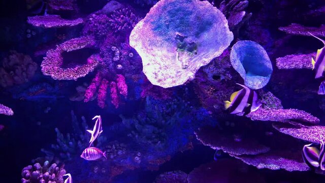 A beautiful view of marine fish and their habitat in the largest oceanarium in the world. A wonderful variety of the underwater world in 4K.