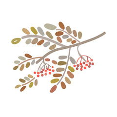 Rowan berries fruit autumn vector illustration