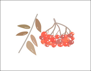 Rowan berries fruit autumn vector illustration