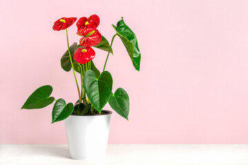 House plant Anthurium in white flowerpot isolated on pink background - obrazy, fototapety, plakaty